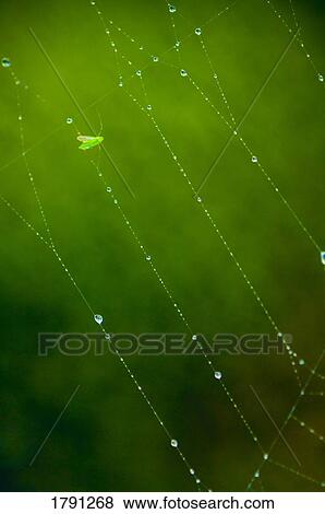 Insect in dewy spiderweb View Large Photo Image Stock Photo - Insect in dewy spiderweb. Fotosearch