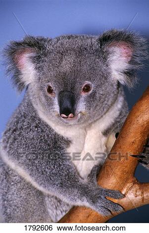 Koala on tree branch View Large Photo Image Stock Photograph - Koala on tree branch. Fotosearch