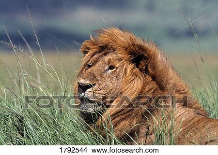 Picture - Lion in tall grass. Fotosearch