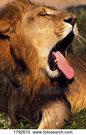 Lion yawning View Large Photo Image Stock Image - Lion yawning. Fotosearch