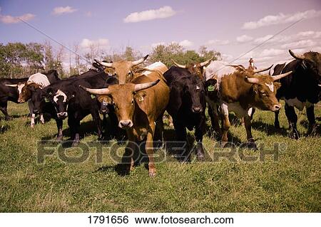 Stock Photograph - Longhorn cattle. Fotosearch