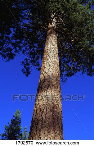 Stock Image - Low-angle view of a ponderosa pine tree. Fotosearch