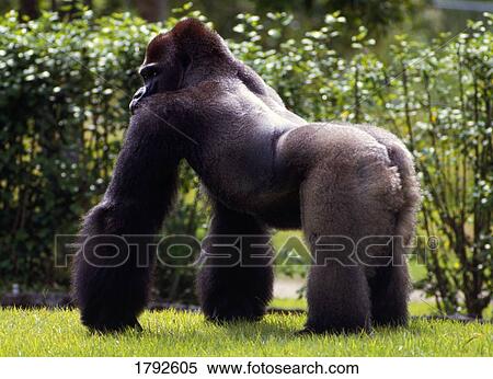 Stock Photography - Lowland gorilla on all fours. Fotosearch