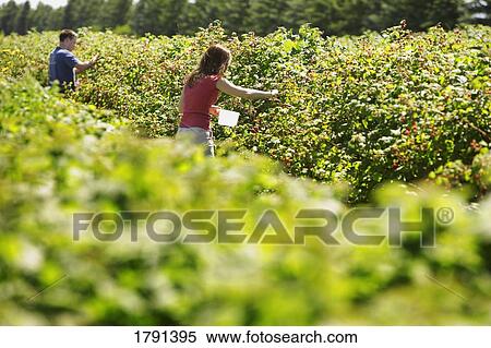 Man and woman picking strawberries View Large Photo Image Stock Photography - Man and woman picking strawberries. Fotosearch