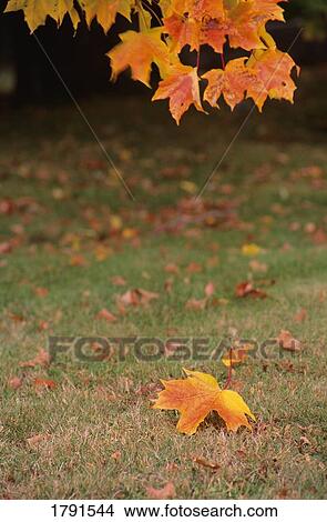 Picture - Maple leaves in autumn. Fotosearch