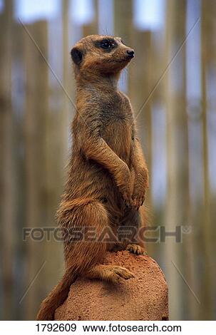 Stock Photo - Meerkat sitting up on rock. Fotosearch