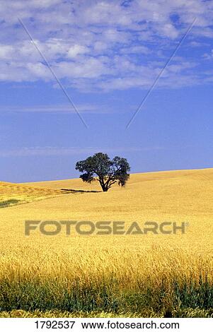 Oak tree in wheat field View Large Photo Image Stock Photo - Oak tree in wheat field. Fotosearch