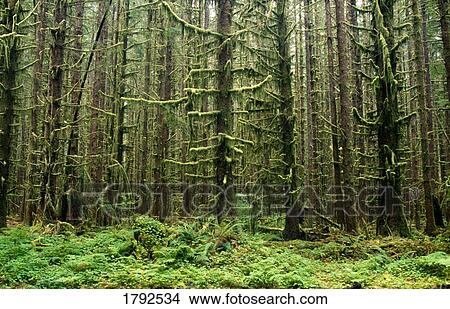 Picture - Old growth forest in the Hoh Rain Forest at Olympic National Park. Fotosearch