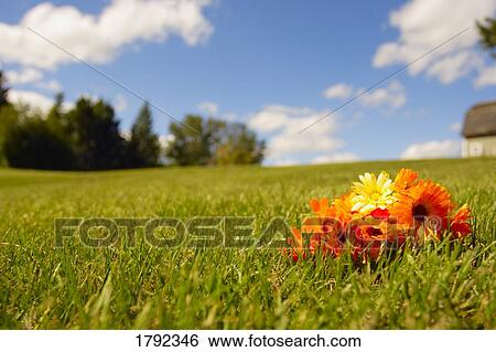 Orange flowers View Large Photo Image Stock Photograph - Orange flowers. Fotosearch