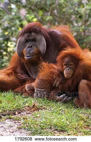 Orangutan mother and baby View Large Photo Image Stock Photo - Orangutan mother and baby. Fotosearch