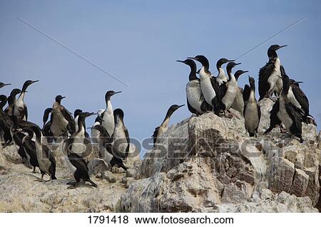 Penguins View Large Photo Image Stock Photo - Penguins. Fotosearch