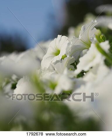 Petunias View Large Photo Image Stock Photo - Petunias. Fotosearch
