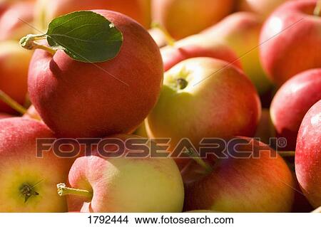 Picture - Picked apples. Fotosearch