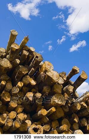 Pile of logs with blue sky overhead View Large Photo Image Stock Photo - Pile of logs with blue sky overhead. Fotosearch