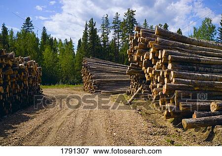 Piled logs surrounding access road View Large Photo Image Stock Photo - Piled logs surrounding access road. Fotosearch
