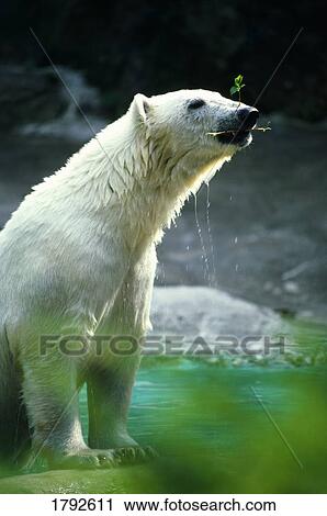 Stock Image - Polar bear in water, twig in mouth.. Fotosearch