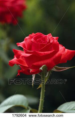 Red rose View Large Photo Image Picture - Red rose. Fotosearch