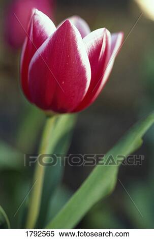 Red tulip flower in bloom View Large Photo Image Stock Photography - Red tulip flower in bloom. Fotosearch
