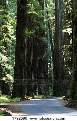 Redwood trees along a paved road in Redwood National Park View Large Photo Image Stock Image - Redwood trees along a paved road in Redwood National Park. Fotosearch