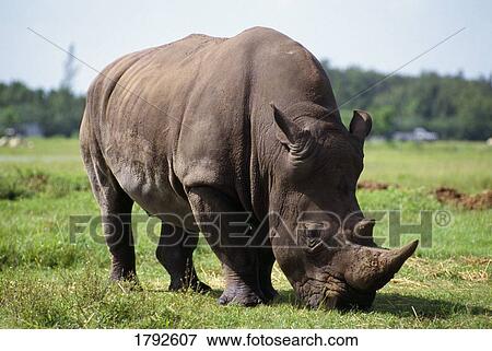 Stock Photo - Rhinoceros. Fotosearch