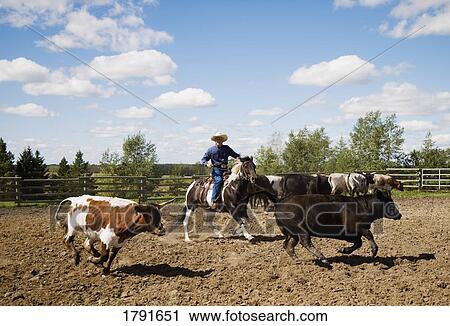Rounding up cattle View Large Photo Image Stock Image - Rounding up cattle. Fotosearch