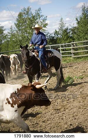 Stock Image - Rounding up cattle. Fotosearch
