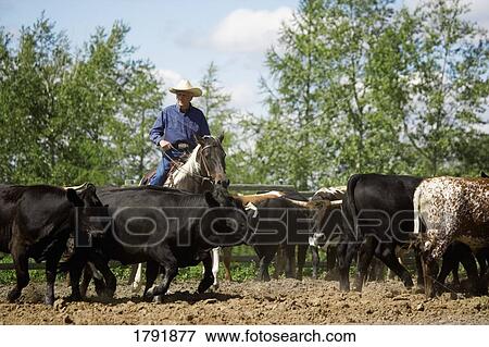 Rounding up cattle View Large Photo Image Stock Photo - Rounding up cattle. Fotosearch