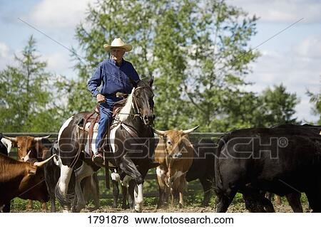 Stock Photo - Rounding up cattle. Fotosearch