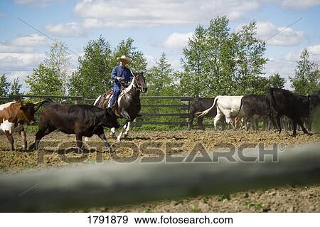Rounding up cattle View Large Photo Image Stock Photo - Rounding up cattle. Fotosearch