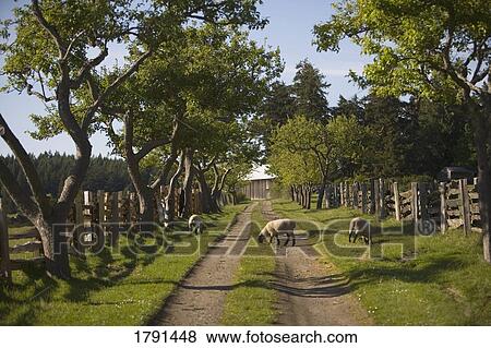 Sheep grazing in a field View Large Photo Image Stock Photo - Sheep grazing in a field . Fotosearch