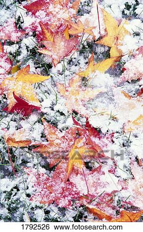 Stock Photograph - Snow over autumn leaves. Fotosearch
