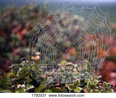 Stock Image - Spider web with dew. Fotosearch