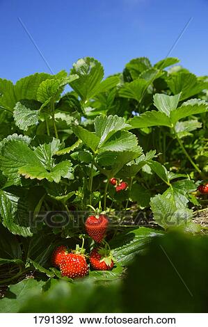 Strawberry plants View Large Photo Image Stock Image - Strawberry plants. Fotosearch