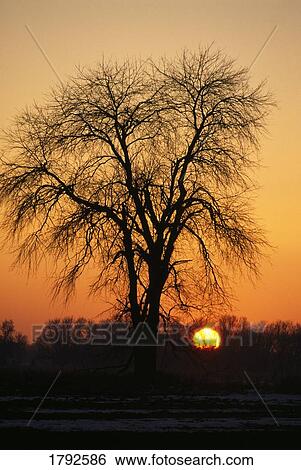 Sun setting behind leafless oak tree View Large Photo Image Stock Photograph - Sun setting behind leafless oak tree. Fotosearch