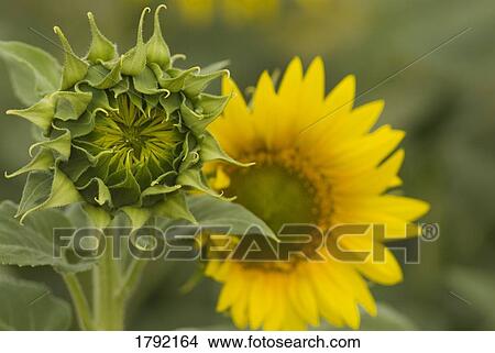 Picture - Sunflower blossom. Fotosearch