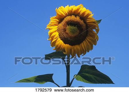 Sunflower blossom View Large Photo Image Stock Photo - Sunflower blossom. Fotosearch