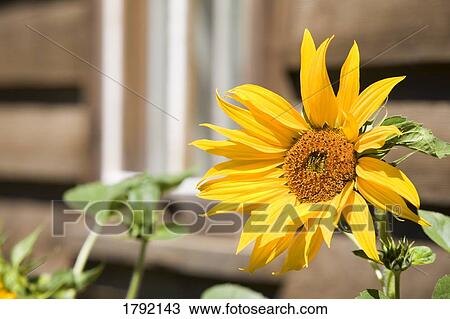 Sunflower View Large Photo Image Stock Image - Sunflower. Fotosearch