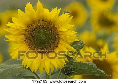 Sunflower View Large Photo Image Stock Image - Sunflower. Fotosearch