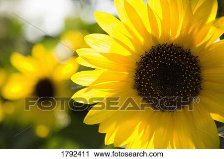 Sunflower View Large Photo Image Stock Image - Sunflower. Fotosearch