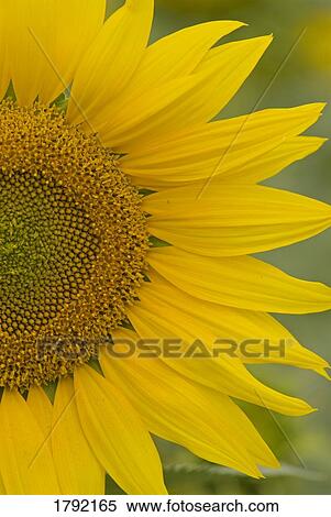 Sunflower View Large Photo Image Stock Photography - Sunflower. Fotosearch
