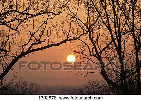 Sunrise through silhouetted bare tree branches View Large Photo Image Stock Photo - Sunrise through silhouetted bare tree branches. Fotosearch