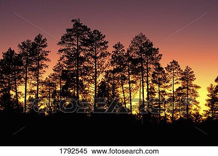 Sunset behind silhouetted ponderosa pine trees View Large Photo Image Stock Photography - Sunset behind silhouetted ponderosa pine trees. Fotosearch
