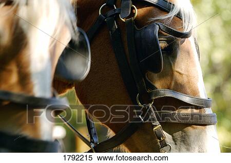 Stock Photography - Team of horses. Fotosearch