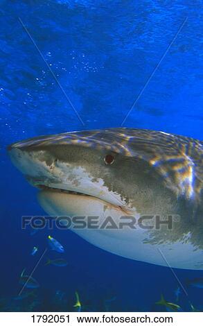 Tiger shark View Large Photo Image Stock Image - Tiger shark. Fotosearch