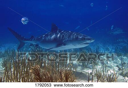 Tiger Shark View Large Photo Image Stock Image - Tiger Shark. Fotosearch