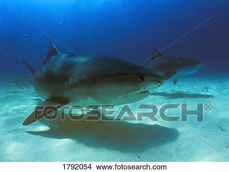 Tiger sharks View Large Photo Image Picture - Tiger sharks. Fotosearch