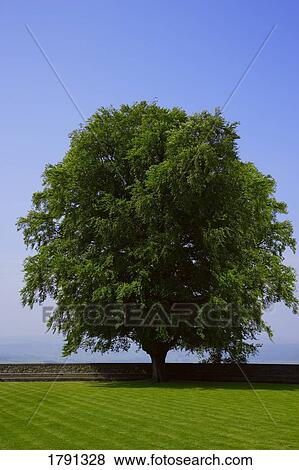 Tree View Large Photo Image Stock Photo - Tree. Fotosearch