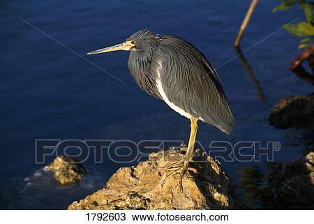 Tricolored heron on rock View Large Photo Image Stock Image - Tricolored heron on rock. Fotosearch