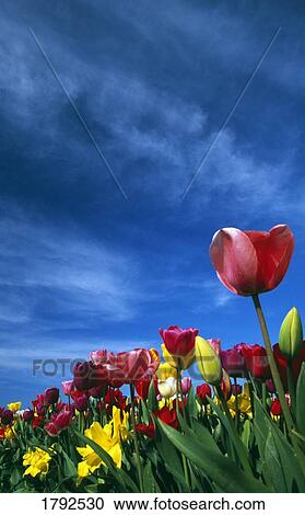 Tulips in field  View Large Photo Image Stock Image - Tulips in field . Fotosearch