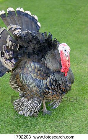 Turkey View Large Photo Image Stock Image - Turkey. Fotosearch